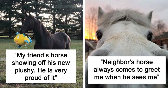 174 Of The Most Beautiful Photos Of Horses The Internet Has To Deliver