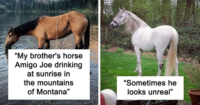 40 Moments When Horses Were Captured In All Their Power And Beauty