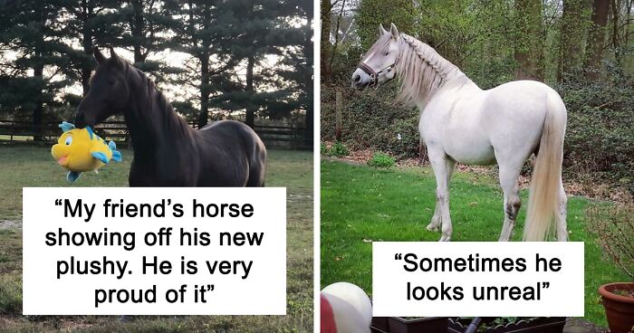 174 Moments When Horses Were Captured In All Their Power And Beauty