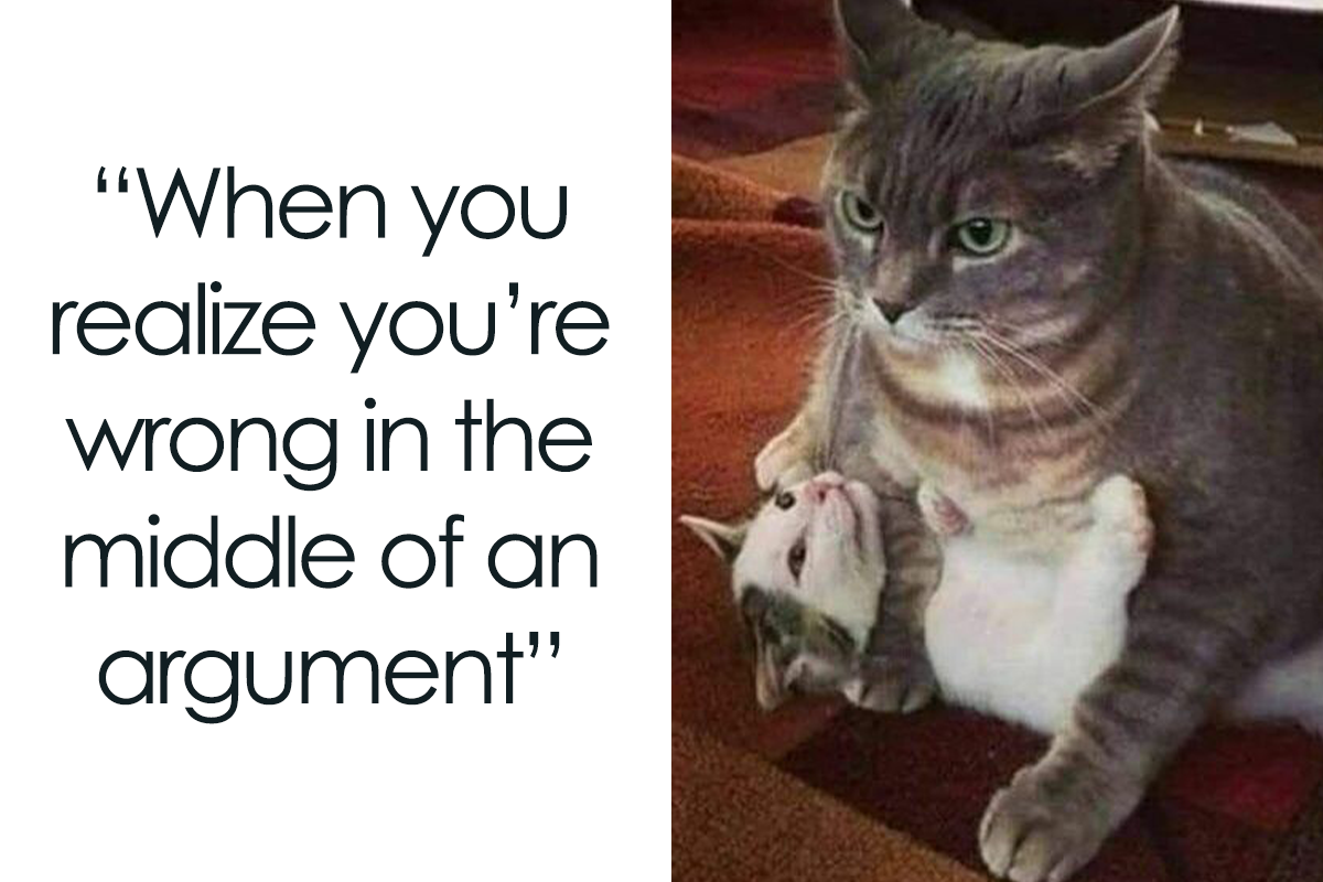 Meme Cat Mania: 50 Hilarious Cat Memes for Feline Fanatics