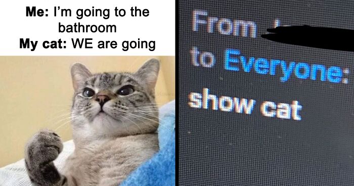 “Cats On Catnip”: 91 Perfectly Accurate Pics And Memes That Capture What It’s Like Living With Cats