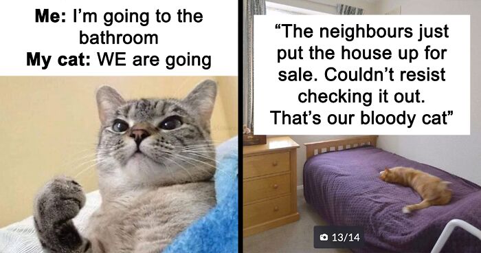 91 Of The Funniest Cat Pics And Memes Shared By 