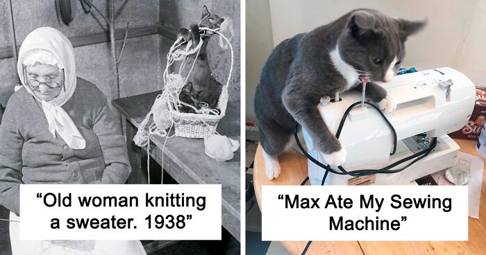 Cats Ruining Stuff Isn’t Only A Modern Struggle As It Is Shown In These 24 Pics Through History, Shared By Folks Online