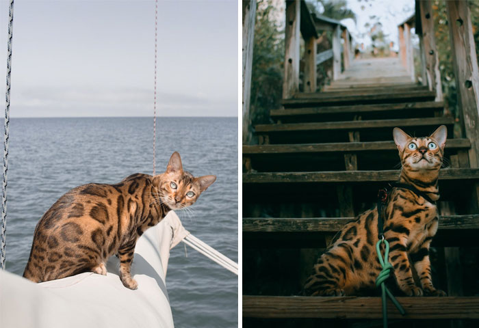 Mia - Adventure Bengal Cat