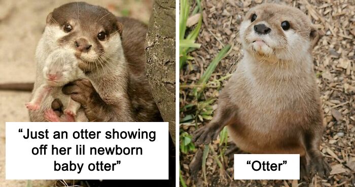 148 Times Otters Were Caught Being The Cutest