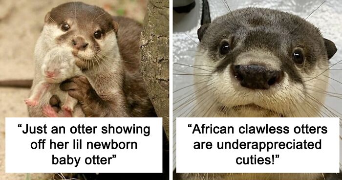 148 Cute Pics Of Otters Being Their Adorable Selves