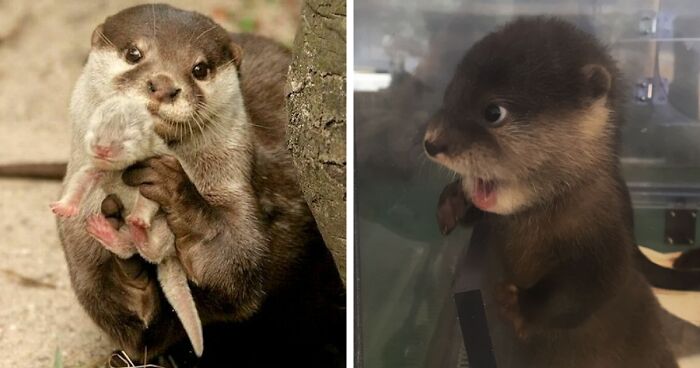 148 Of The Most Adorable Otter Pics The Internet Has To Offer