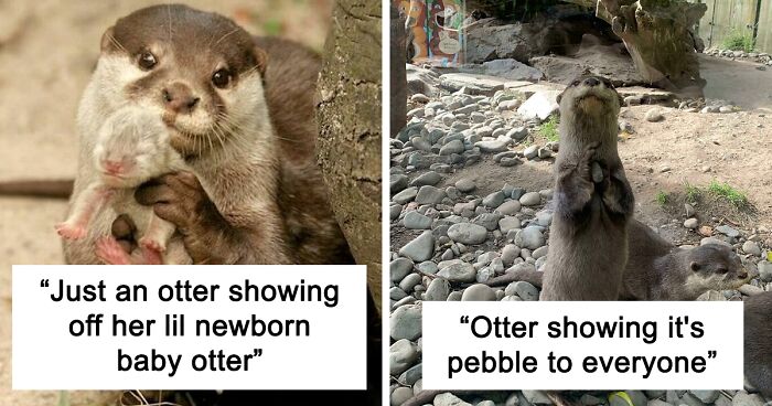 148 Otter Pictures That Might Make Your Day Better