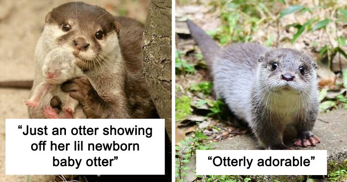 148 Pictures Of Cute Otters To Brighten Up Your Day