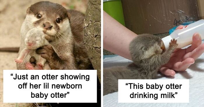 148 Pics Of Otters Being Ridiculous And Adorable