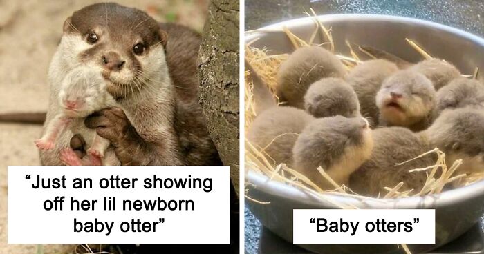 Otters Are One Of The Cutest Animals, Here Are 148 Pics To Prove It