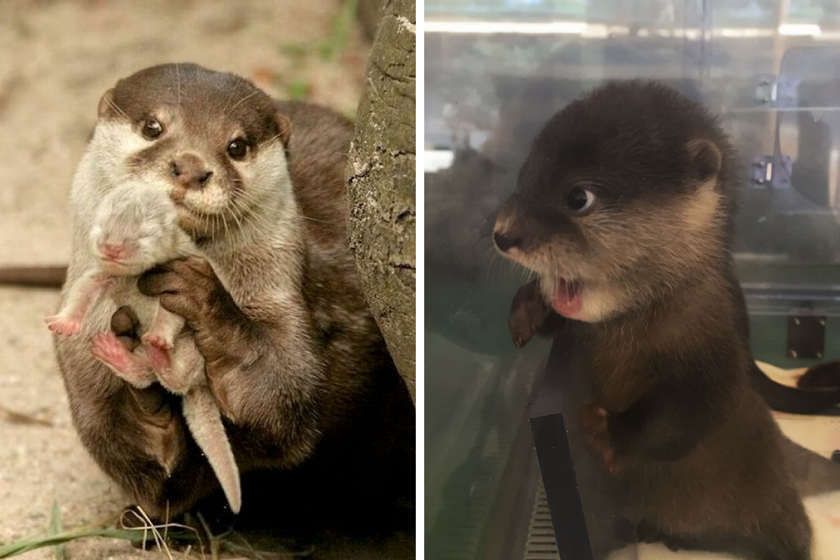 Otters Are One Of The Cutest Animals, Here Are 40 Pics To Prove It