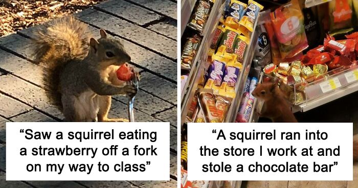 173 Photos Capturing Squirrels In All Their Cuteness