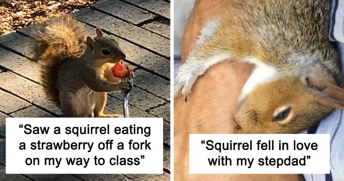 173 Pics Of Squirrels Just Being Their Cute Little Selves