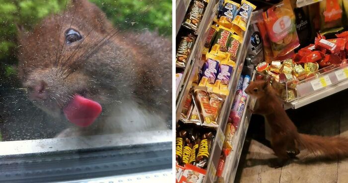 173 Pics Capturing Squirrels Being Ridiculous And Cute