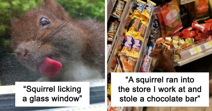 173 Pictures Of Squirrels Doing Cute Squirrel Stuff