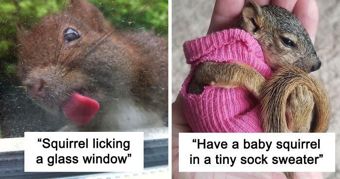 173 Pictures Of Fluffy, Smol And Cute Squirrels