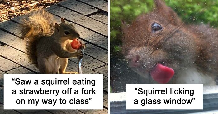 173 Cute Photos Of Squirrels Taken At The Perfect Time