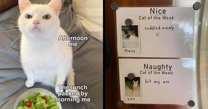 79 Of The Funniest Cat Pics And Memes Shared By This Facebook Page