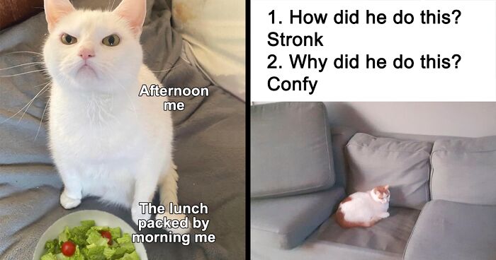 This Facebook Page Shares 79 Funny Pics And Memes That Cat Owners Might Relate To All Too Well