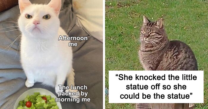 This Facebook Page Features Funny Pics And Memes Of Cats, And Here Are 79 Of The Best Ones