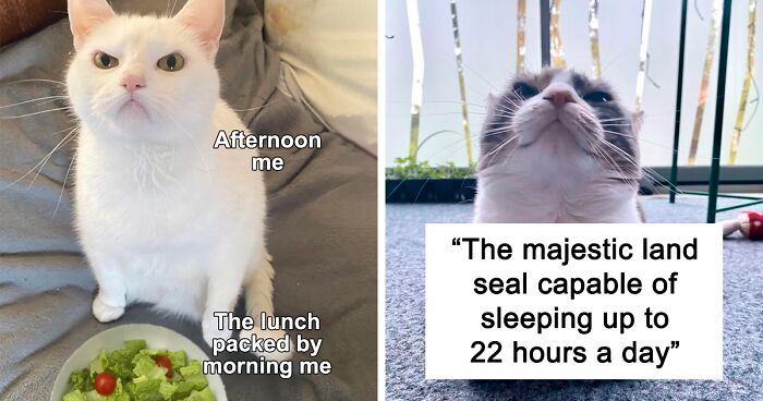 79 Funny Cat Memes And Pics That Feline Lovers Will Probably Appreciate