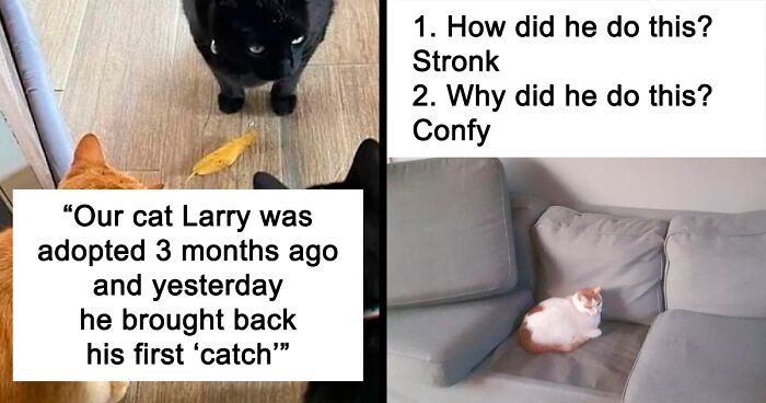 79 Perfectly Accurate Pics And Memes That Capture What It's Like Living With Cats