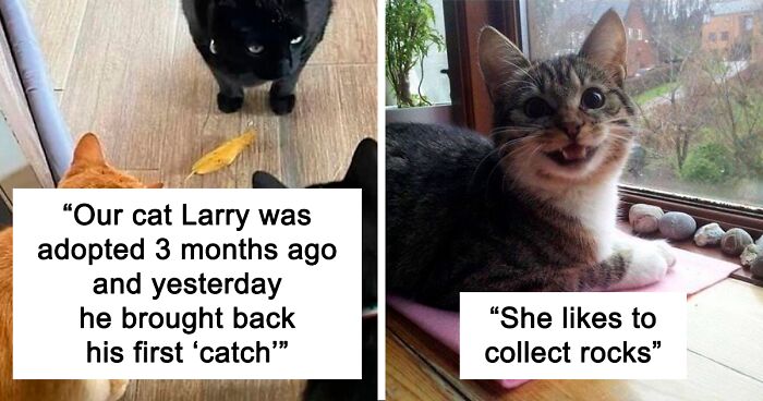 50 Perfectly Accurate Pics And Memes That Capture What It's Like Living With Cats