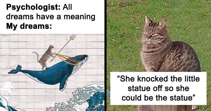 50 Perfectly Accurate Pics And Memes That Capture What It's Like Living With Cats