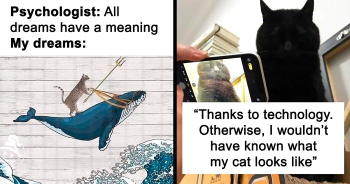 50 Perfectly Accurate Pics And Memes That Capture What It's Like Living With Cats