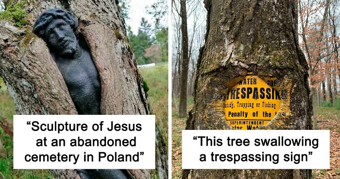 121 Times People Saw Trees 'Devouring' Random Objects And Just Had To Share Proof Online