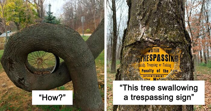 121 Times Trees Showed Their Teeth By 