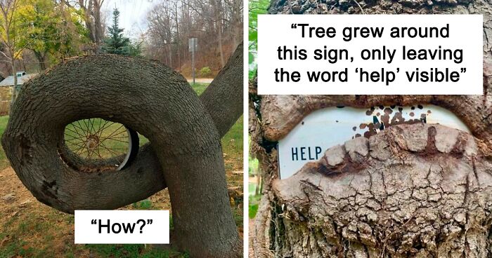 121 Interesting Pictures Of “Hungry” Trees Sucking On Things