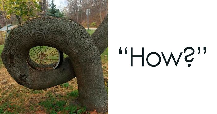 121 Times Trees Decided To Take Over Human-Built Things