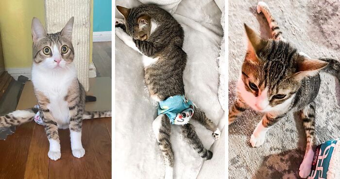 Couple Adopted Paralyzed Cat And Their Story Went Viral