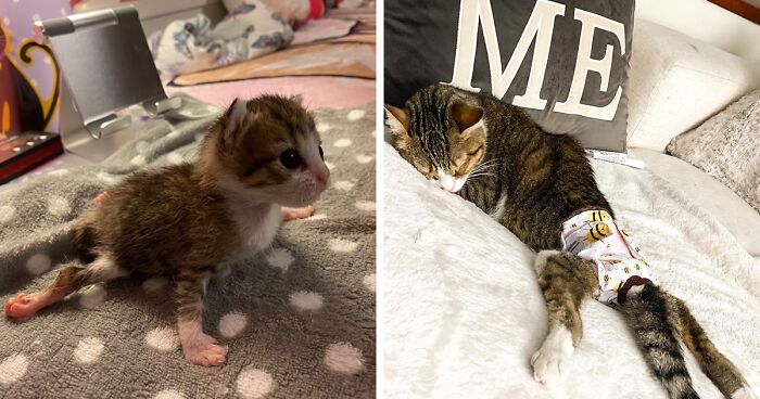 This Paraplegic Kitten Went Viral After Her Owners Decided To Share Pictures And Videos Documenting Her Life