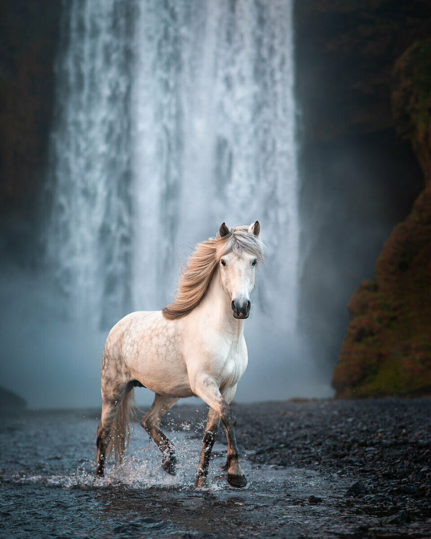 My Horse Héla In Front Of Skógafoss Waterfall