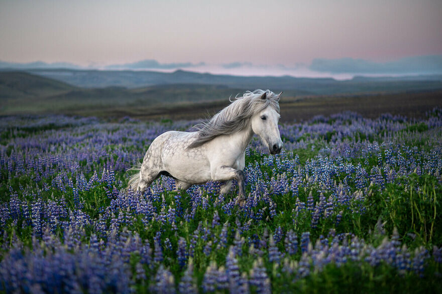 Héla In The Lupines