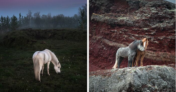 50 Pictures Of Beautiful Horses In Breathtaking Icelandic Landscapes I Took