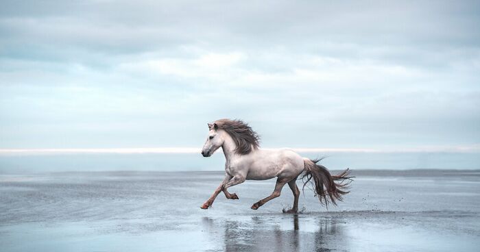 I Photographed Viking Horses In The Most Beautiful Wild Icelandic Nature (50 Pics)