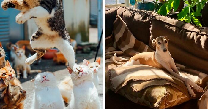 This Online Community Celebrates Pets That Look Like They've Come Straight Out Of A Renaissance Painting, And Here Are 130 Of Its Finest Posts