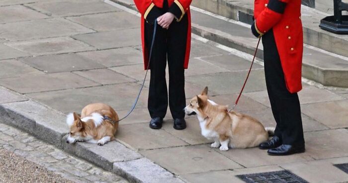 Heartbreaking Moment Of Queen Elizabeth II’s Corgis And Her Favorite Pony Awaiting The Arrival Of Her Coffin At Windsor Castle