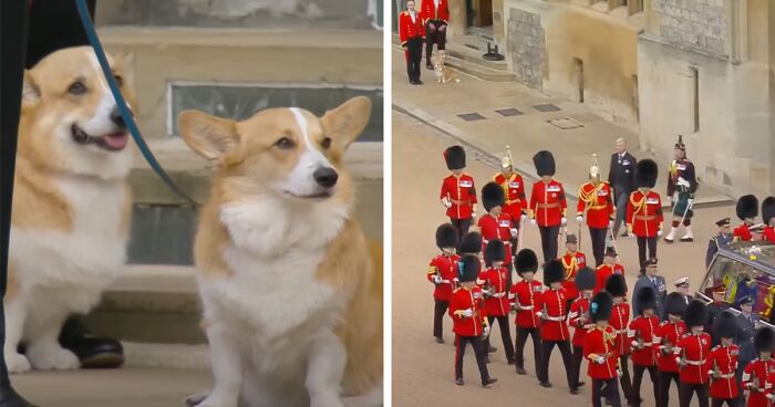 The Royal Corgis And Queen Elizabeth II’s Favorite Pony Attend Her Funeral Procession