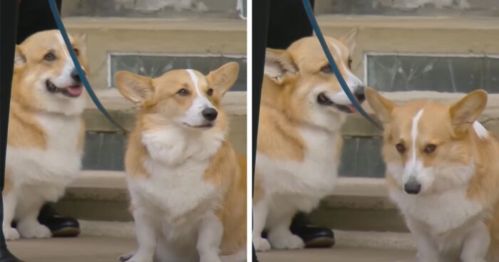 Royal Corgis Seen Waiting For Coffin To Arrive At Windsor Castle During Queen Elizabeth II’s Funeral Procession