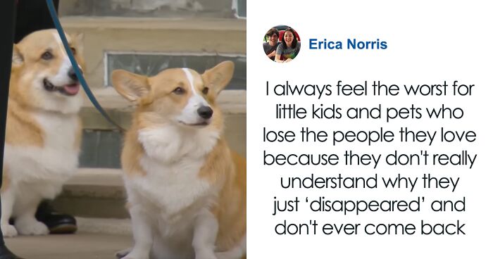 Heartbreaking Moment Of Queen Elizabeth II’s Corgis And Her Favorite Pony Awaiting The Arrival Of Her Coffin At Windsor Castle