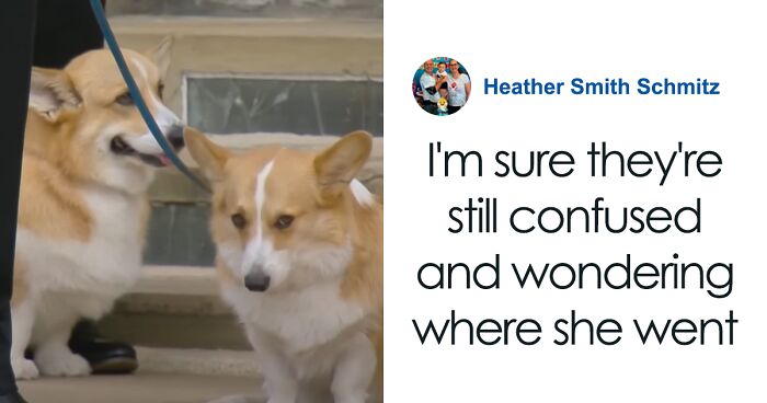 Heartbreaking Moment Of Queen Elizabeth II’s Corgis And Her Favorite Pony Awaiting The Arrival Of Her Coffin At Windsor Castle