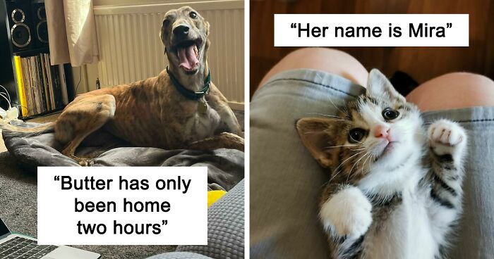 50 Wholesome Rescue Pet Pics To Heal Your Soul (September Edition)