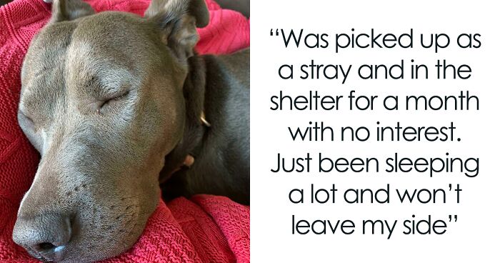 50 Wholesome Rescue Pet Pics To Heal Your Soul (September Edition)