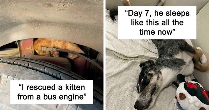 50 Wholesome Rescue Pet Pics To Heal Your Soul (September Edition)