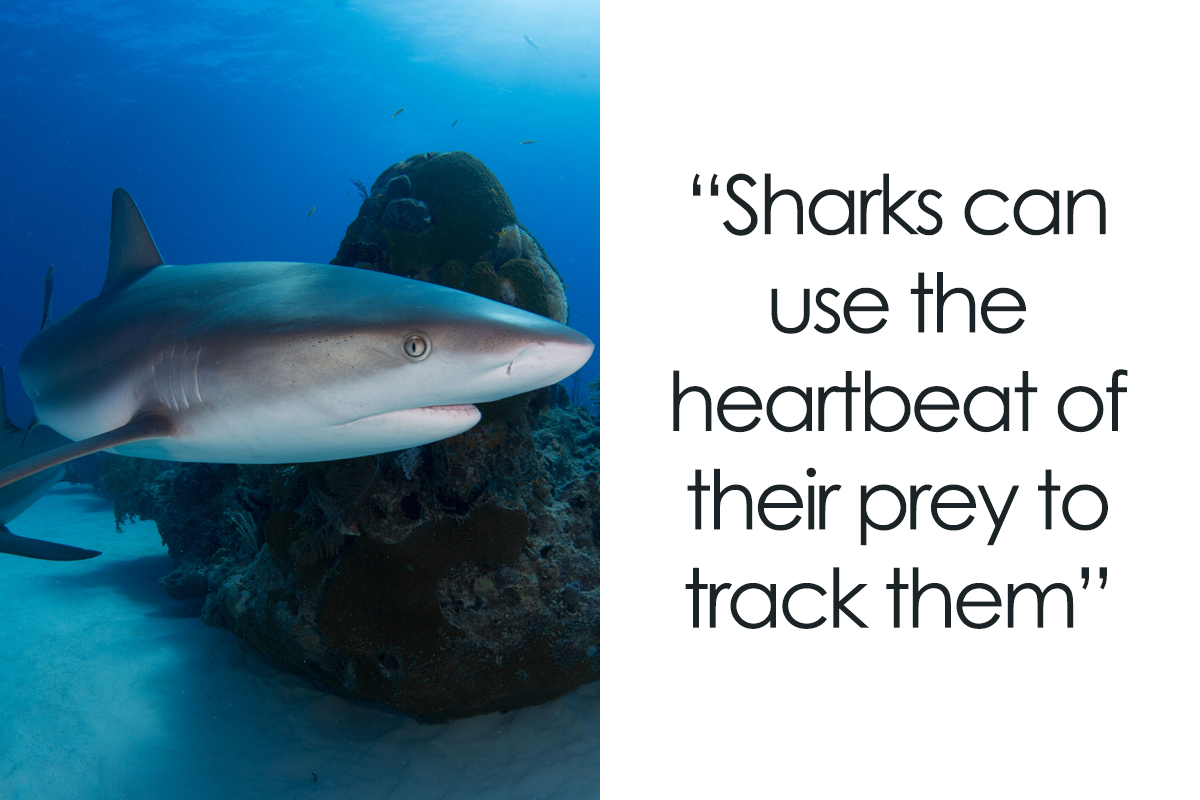 151 Crazy Facts About Sharks You Probably Didn't Know